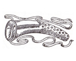 Sextoy - History : Geschichtliche Entwicklung von Lovetoys, Dildos, Vibratoren & co.