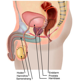 querschnitt-mann-geschlechtsorgane-prostata